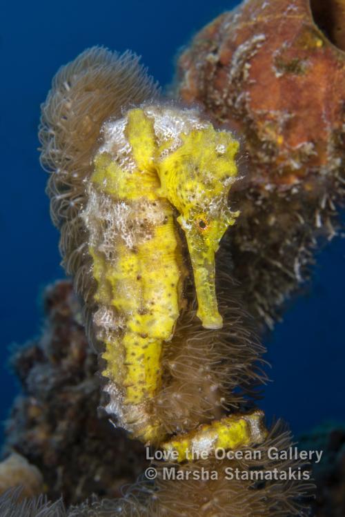 Yellow Sea Horse